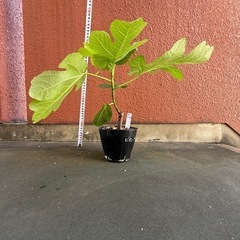 幻の黒いダイヤ   ビオレソリエス１年生苗の画像