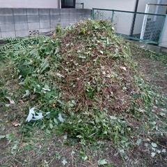 雑草の画像
