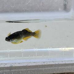 　メダカ　ブラックダイヤ　幼魚〜若魚　6匹の画像