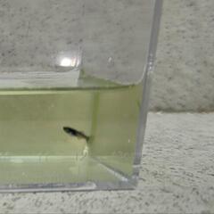 　メダカ　ブラックダイヤ　幼魚〜若魚　6匹の画像