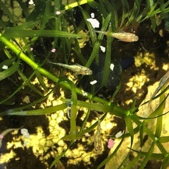 【メダカ】夜桜ゴールド 若魚10匹の画像