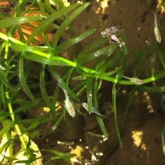 【メダカ】夜桜ゴールド 若魚10匹の画像
