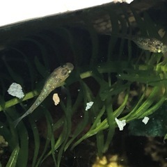 【メダカ】夜桜ゴールド 若魚10匹の画像