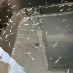 メダカ エメキン 成魚 稚魚 の画像