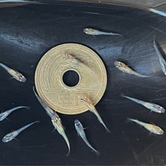 夜桜メダカ 稚魚10匹 ※2025年生まれの画像