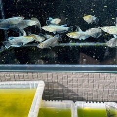 エメキン若魚の画像