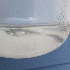 みゆきめだか 8匹+αお渡しします。の画像