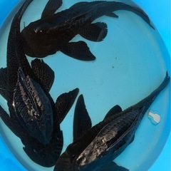 巨大プレコ49㎝　3歳 　性別不詳　淡水　
コケ取り名人　錦鯉と混泳　熱帯　【直接受渡し】の画像