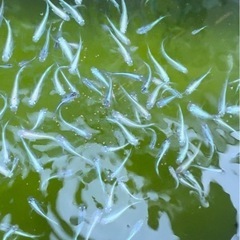幹之フルボディー の画像