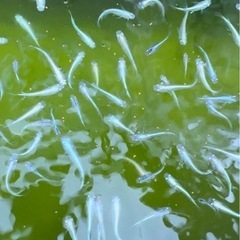 幹之フルボディー の画像