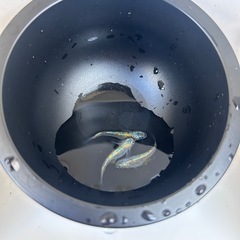 メダカ　ユリシスパラディーゾ　　の画像