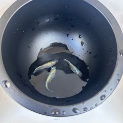 メダカ　ユリシスパラディーゾ　　の画像