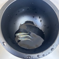 メダカ　ユリシスパラディーゾ　　の画像
