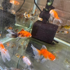 水槽内全部‼️金魚色々の画像
