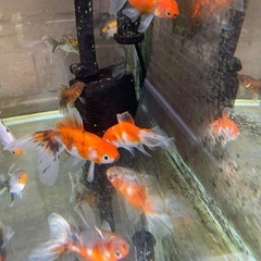 水槽内全部‼️金魚色々の画像