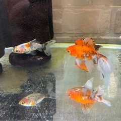 水槽内全部‼️金魚色々の画像