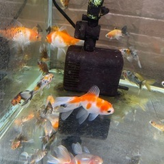 水槽内全部‼️金魚色々の画像