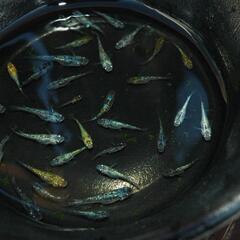 サファイア×鬼ラメ　メダカ50〜100匹の画像