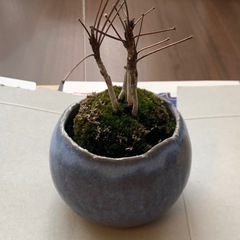 【鉢植えをお使いください】ミニ盆栽4点セットの画像
