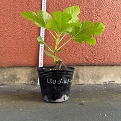 イチジク     LSUゴールド１年生苗の画像