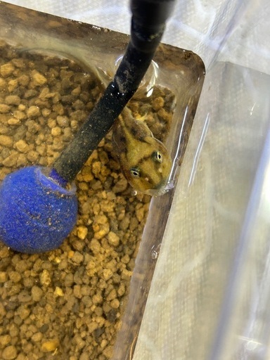 ﾄﾘｶﾗｰｵﾗﾝﾀﾞ各サイズ，ｱﾏｿﾞﾝﾂﾉｶﾞｴﾙオタマジャクシ入荷