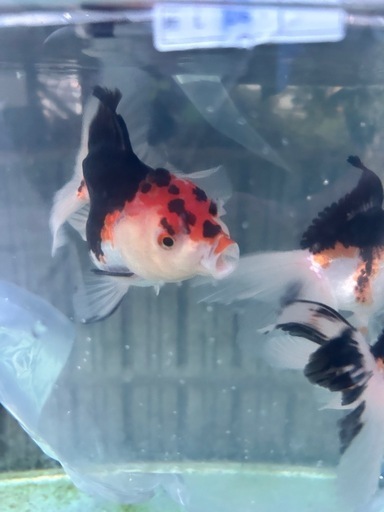 ﾄﾘｶﾗｰｵﾗﾝﾀﾞ各サイズ，ｱﾏｿﾞﾝﾂﾉｶﾞｴﾙオタマジャクシ入荷