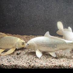 鯉３匹　差し上げます❢の画像