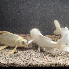 鯉３匹　差し上げます❢の画像