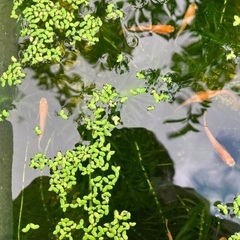楊貴妃の幼魚の画像