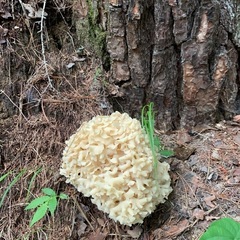 天然きのこ、オオイチョウタケ、アカヤマドリ計3.5キロの画像
