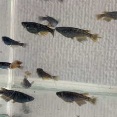 ブラックダイヤスワロー　メダカ　めだかの画像