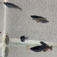 ブラックダイヤスワロー　メダカ　めだかの画像