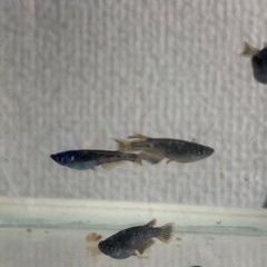 ブラックダイヤスワロー　メダカ　めだかの画像