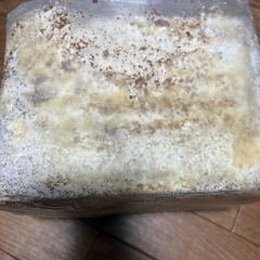 菌糸ブロック　の画像