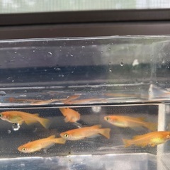 楊貴妃メダカ幼魚１０匹αで３００円の画像