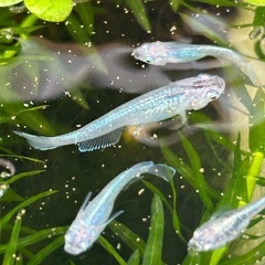 レーヴめだか若魚1匹の画像