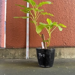 イチジク   アルマ(ゴールド)１年生苗の画像