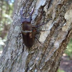 ミヤマクワガタ② 中型 各サイズの画像