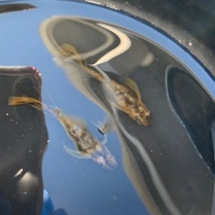 親種　金閣　上物　メダカ　めだかの画像