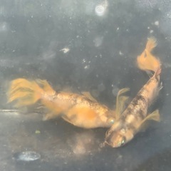 親種　金閣　上物　メダカ　めだかの画像
