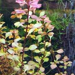 水草 ルドウィジアSPスーパーレッド めだか・エビ水槽に・・・の画像
