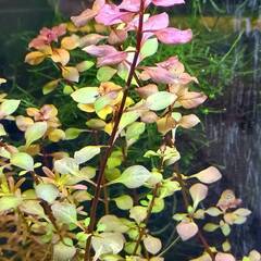 水草 ルドウィジアSPスーパーレッド めだか・エビ水槽に・・・の画像