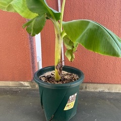 ドワーフナムワバナナ苗木の画像