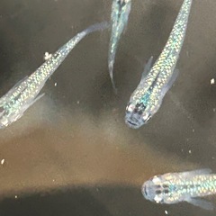 オベリスク
めだか若魚1匹の画像