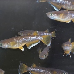 オランジェ幼魚 10匹 メダカ めだかの画像