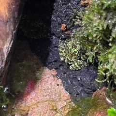 ベトナムコケガエル　15匹おまとめの画像