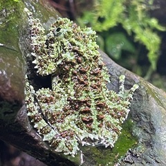 ベトナムコケガエル　15匹おまとめの画像