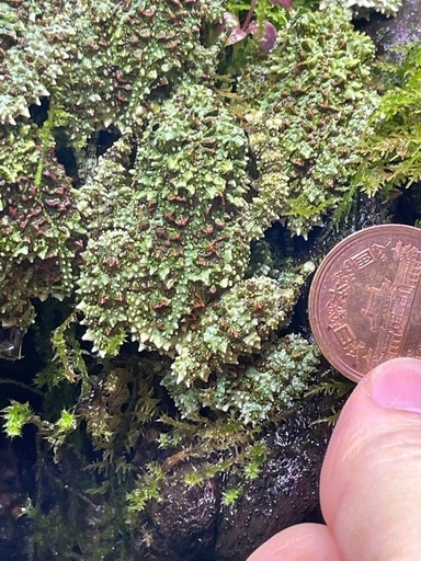 ベトナムコケガエル　15匹おまとめ