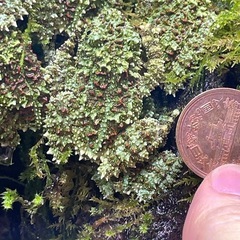 ベトナムコケガエル　15匹おまとめの画像