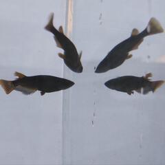 カイジ　メダカの画像